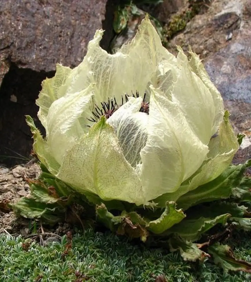 热门民国剧《栩栩如昇》无广告免费观看_全剧集超清画质不卡顿_支持迅雷/阿里云盘高速下载